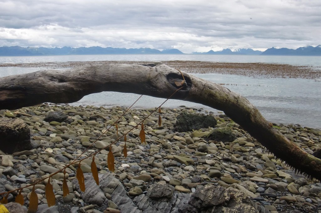 Logs, rocks and the ocean