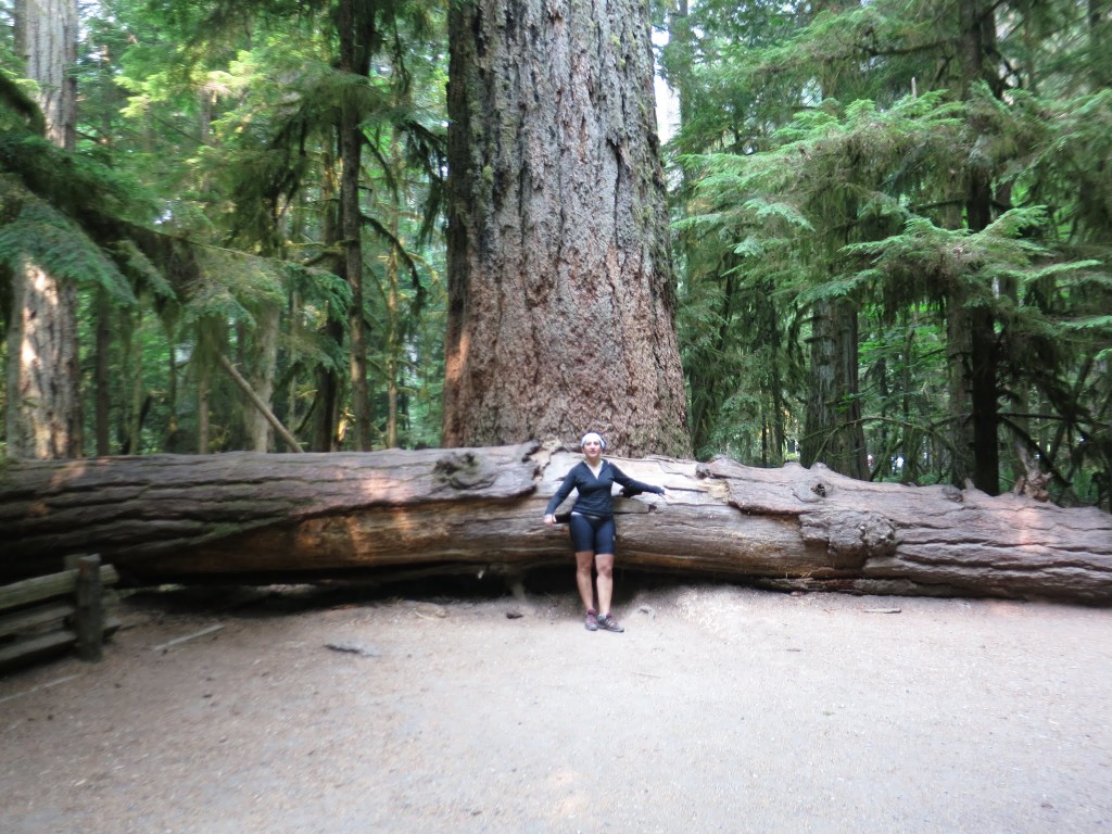 Big trees